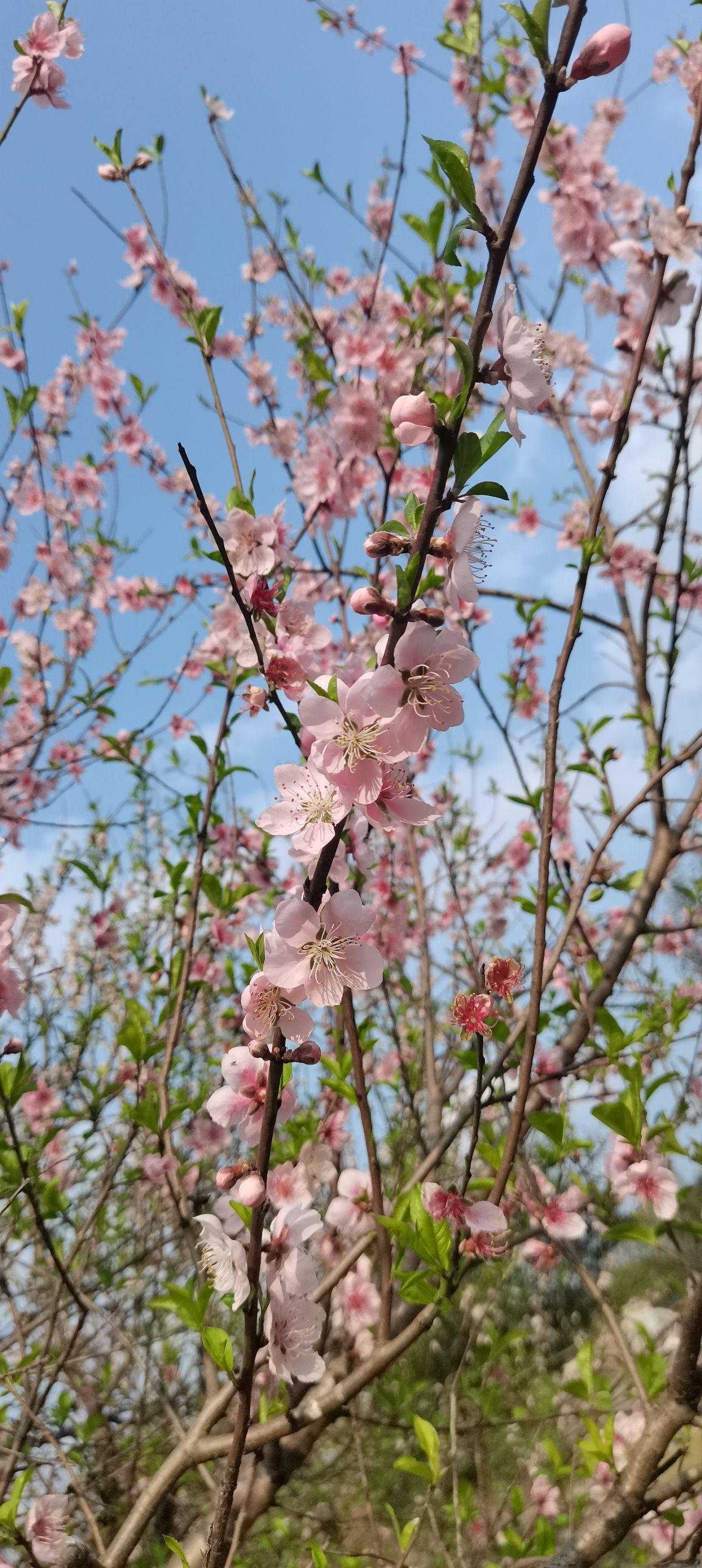 桃花图片