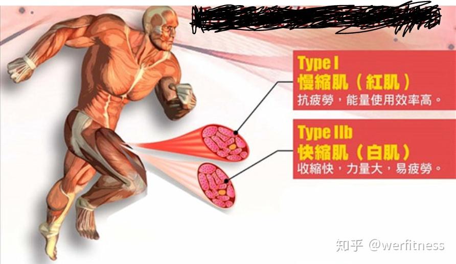 人体的白肌快肌可以通过长期有氧运动转变为红肌慢肌吗
