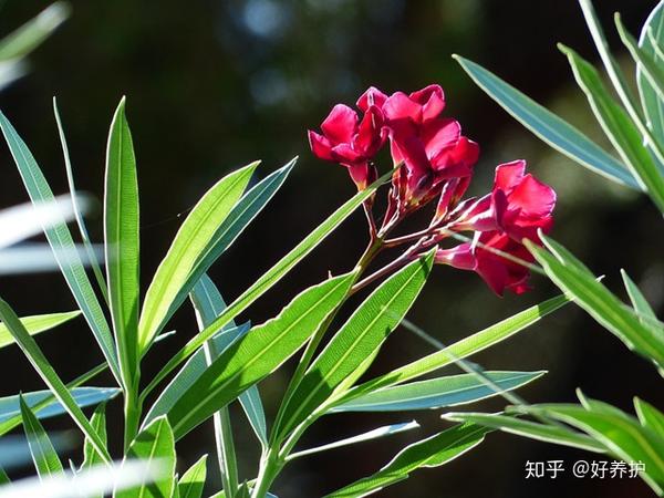 "夹竹桃"虽美,却剧毒无比,3克致命!可为什么城市到处都有?