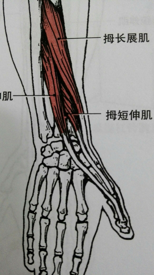 走行着支配拇指的两个肌腱(拇长展肌和拇短伸肌),肌腱周围包裹着腱鞘