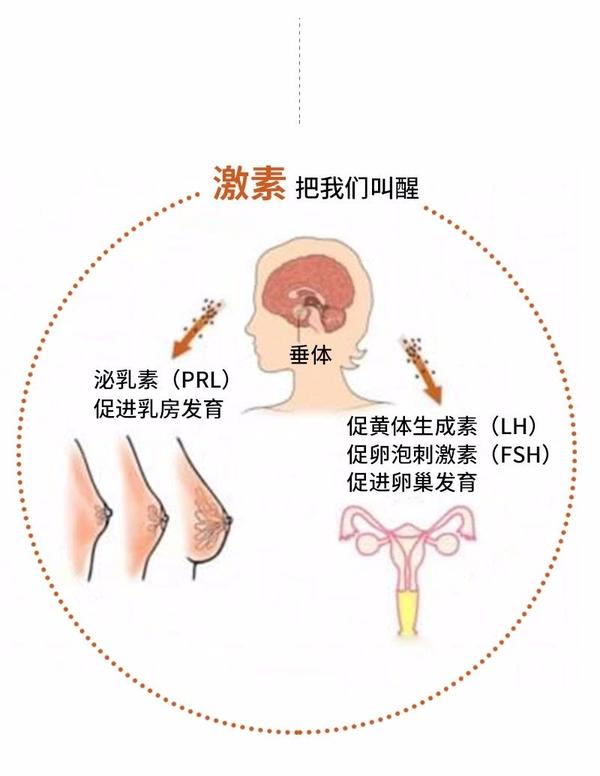 图解乳房发育 | 青春期女孩需要这样呵护