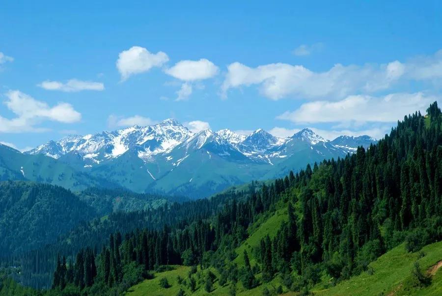 五一小众旅游好去处—天山森林氧吧,库尔德宁 知乎