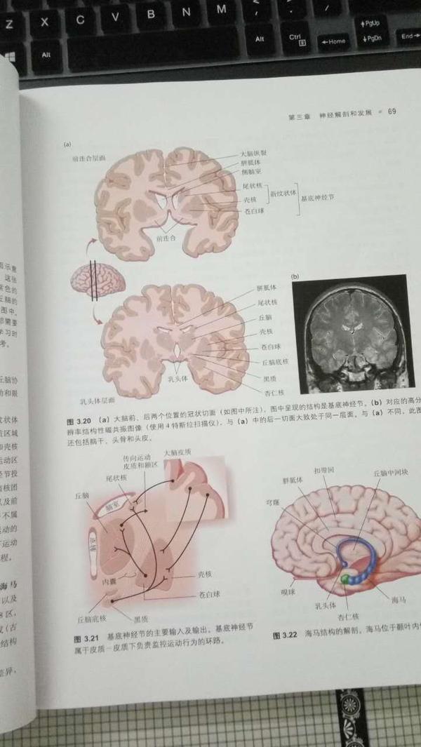 目前教科书对基底神经节几个主要核团之间的神经投射的描述是准确的吗