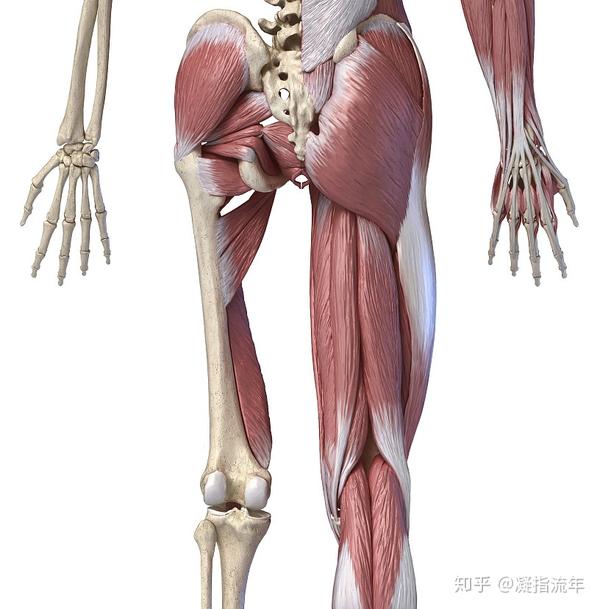 坚持学画:人体结构之肌肉部分——髋部和大腿肌