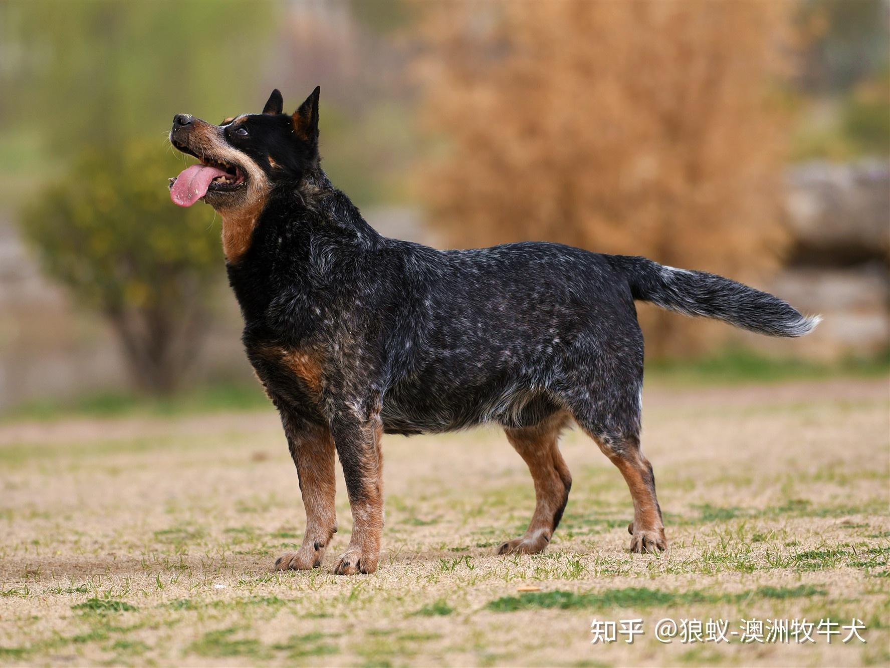 有优异表现国内犬舍几乎都有它的后代澳大利亚牧牛犬,"国内第一种公"