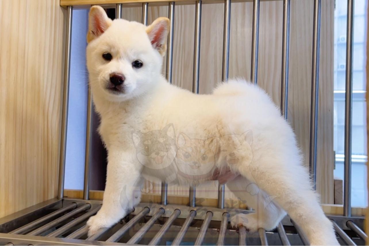 柴犬百科白柴值得养吗该如何挑选