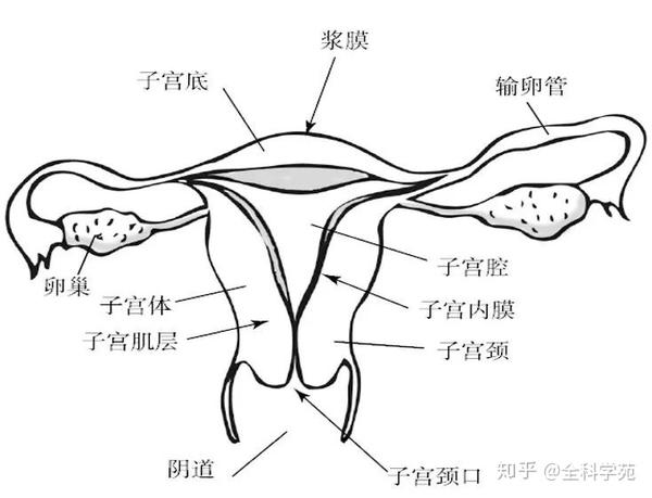 妇科炎症别担心,全科学苑爱护您