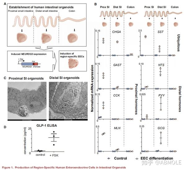 【abmole科研快报】人肠内分泌细胞的高分辨率mrna和分泌组图谱
