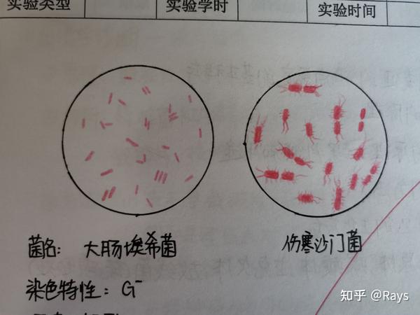 医学微生物学实验绘图