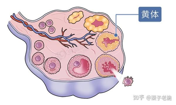 我就是你们要找的黄体 主要在女性卵巢里生长发育