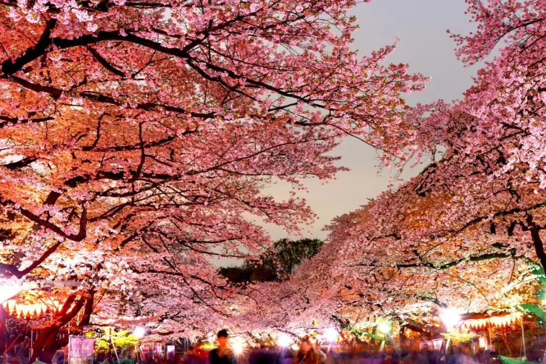 2021年日本樱花前线预测发布!又到春暖花开时,让我们相约云赏樱