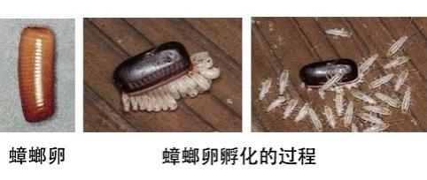 南方的蟑螂真的很可怕吗