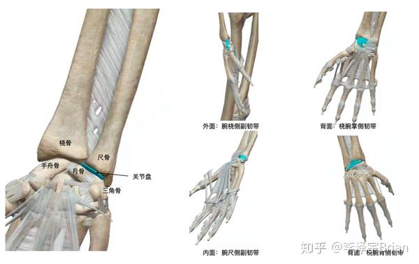 附肢骨的连结(二)上肢骨的连结之自由上肢骨