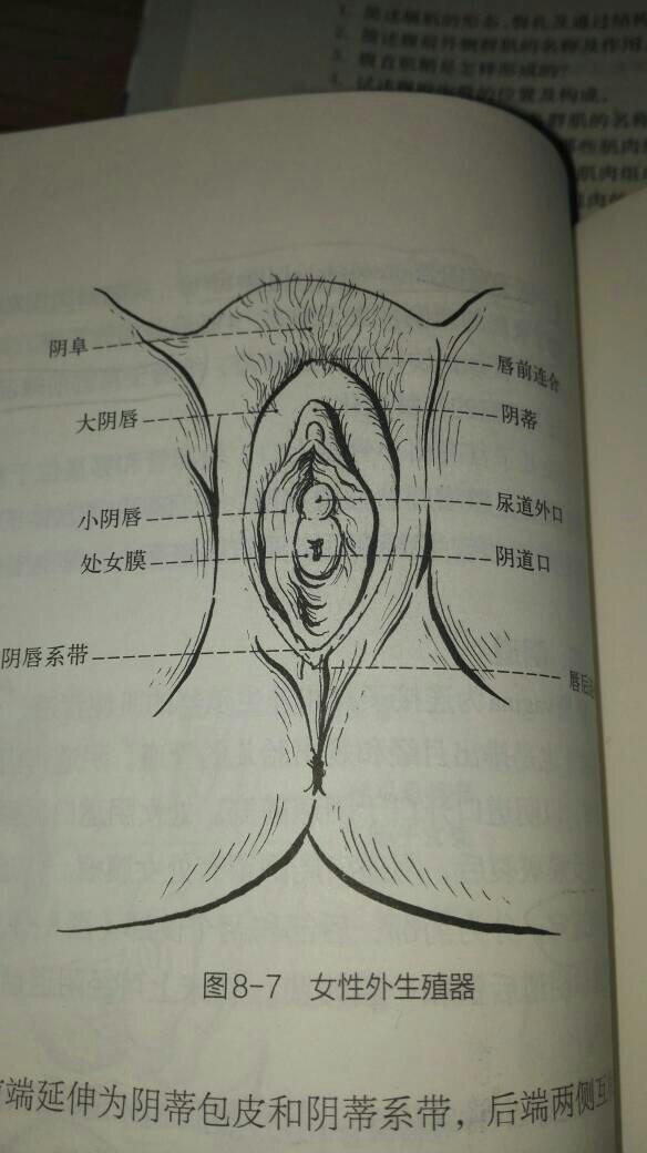 阴唇有什么作用?