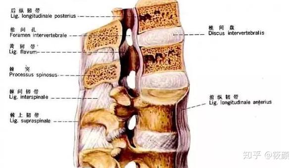 4,腰间盘突出的早期症状可表现在腰疼部位多位于下腰部偏一侧,腿疼多