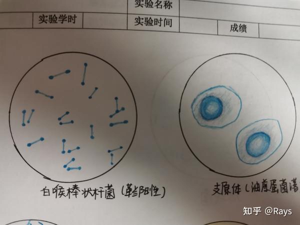 微生物绘图作业