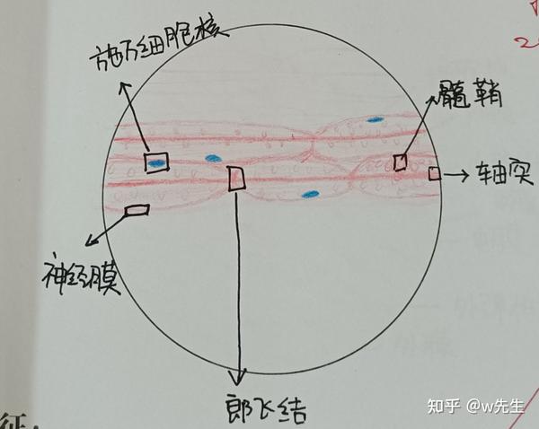 组胚实验红蓝铅笔绘图