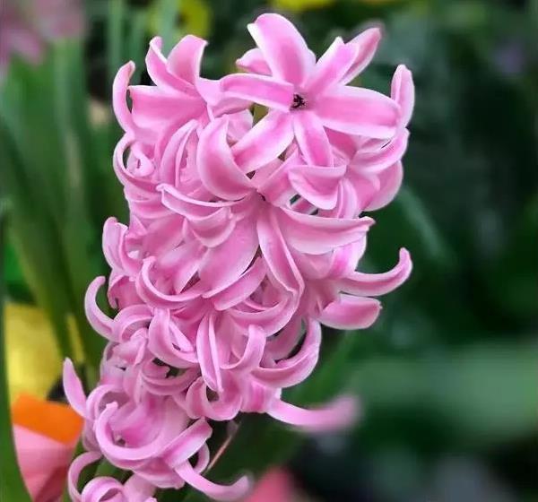 星座属性:火象 守护星:木星 幸运花:雏菊 诞生花:天堂鸟 12月22日~1