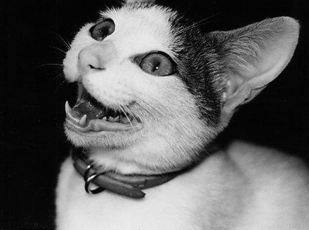 猫鬼
