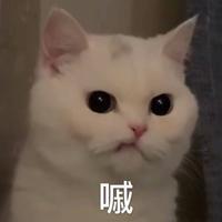 揣手手的猫