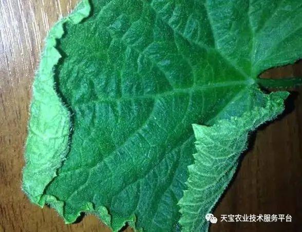 黄瓜茶黄螨危害高清图解!