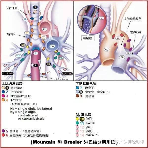 定义了7个淋巴结区域:锁骨上区,上区,主动脉肺动脉区,隆突下区,下区