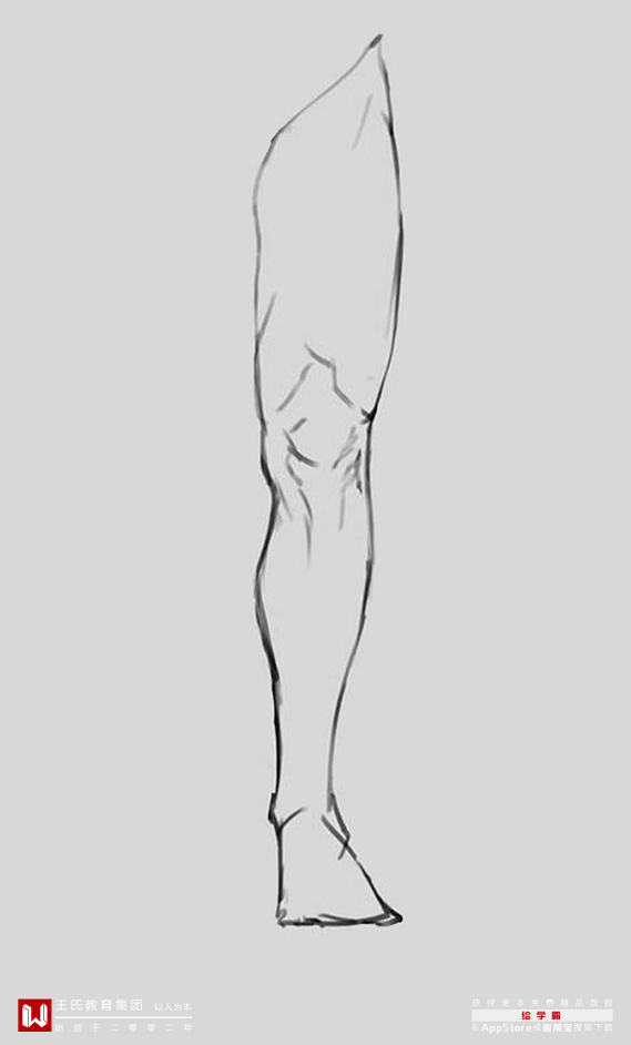 人体基础——腿部画法