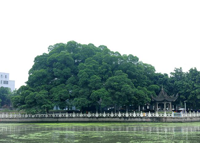 乾隆古樟郁葱葱—徽天柱山麓余井镇高大屋门前有4株古樟树,树高