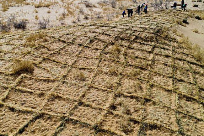 (在防风固沙中起到关键作用的草方格 图源:新浪网)根据林业部门的统计