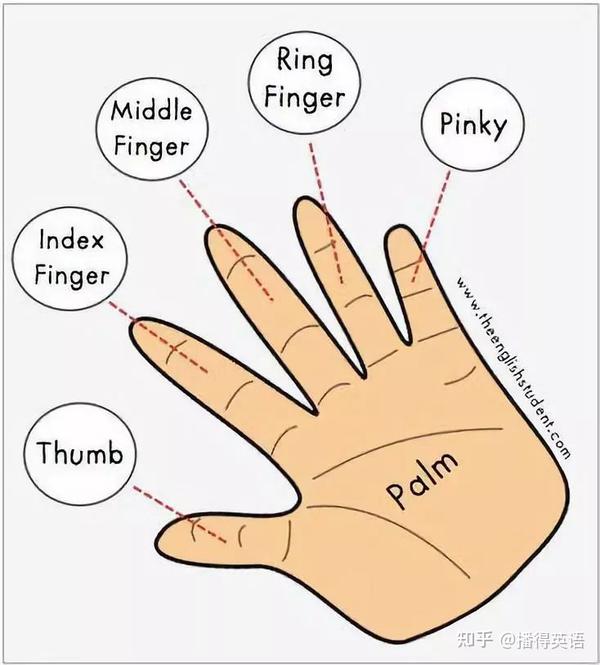 middle finger,goldenfinger 颈椎 elbow joint 肘关节 hand 手 arm 手臂 palm 手掌 finger