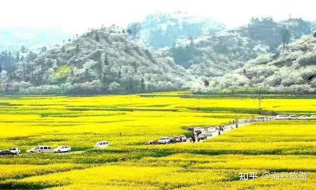 2021年3月中旬4月中旬花样贵州平坝樱花金海雪山油菜花三日游