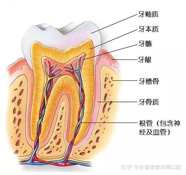 我们先从牙齿的结构说起,牙齿主要由四部分组成, 牙釉质,牙本质,牙