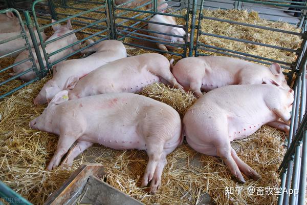 猪瘟诊治案例:猪得了猪瘟最典型的症状是什么,怎么治疗呢?