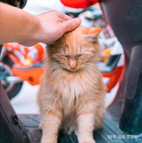 如果你和猫咪不是很熟的话,这种从上而下的摸头行为,会让猫咪有压迫感