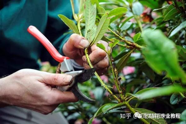合理修剪