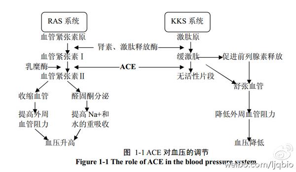 123联而系之发现缓激肽与血管紧张素的联系