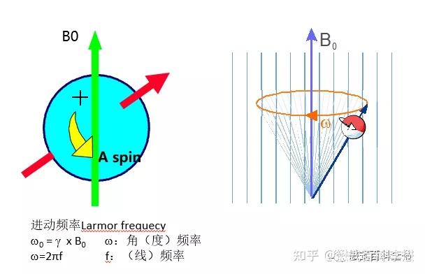 图4:进动的频率满足拉莫尔方程四.