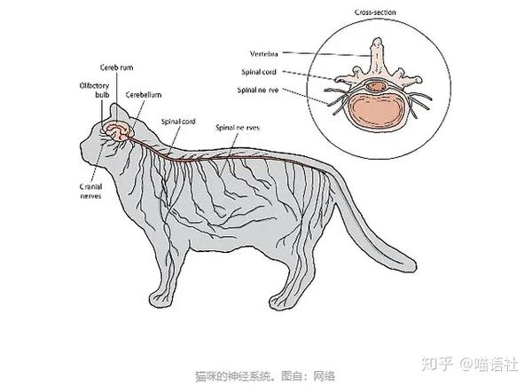 尾巴的生理构造 猫的尾巴由18-23块椎骨组成,由肌,韧带和肌腱组成