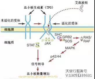孟加拉仿制药外观 如上图所示,艾曲波帕是一种小分子的血小板生成素