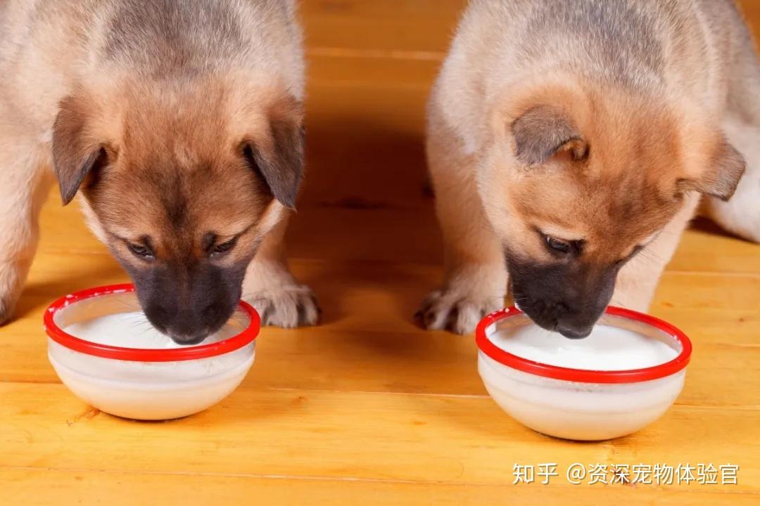 狗狗该怎么正确补钙钙和磷在骨骼中最主要