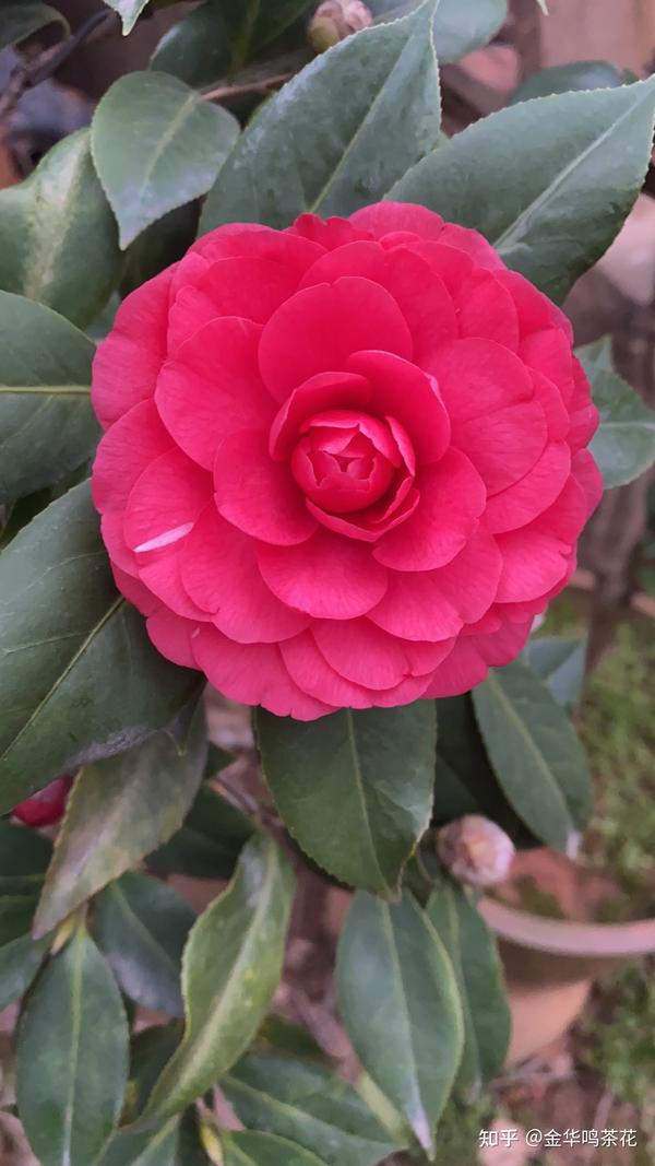 伯拜范茶花和赤丹茶花