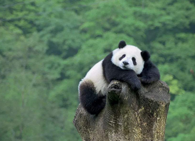 大熊猫真的没天敌吗