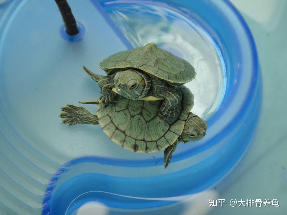 巴西龟放生后会破坏本水生物的生存环境,它属于外来入侵物种,适应能力