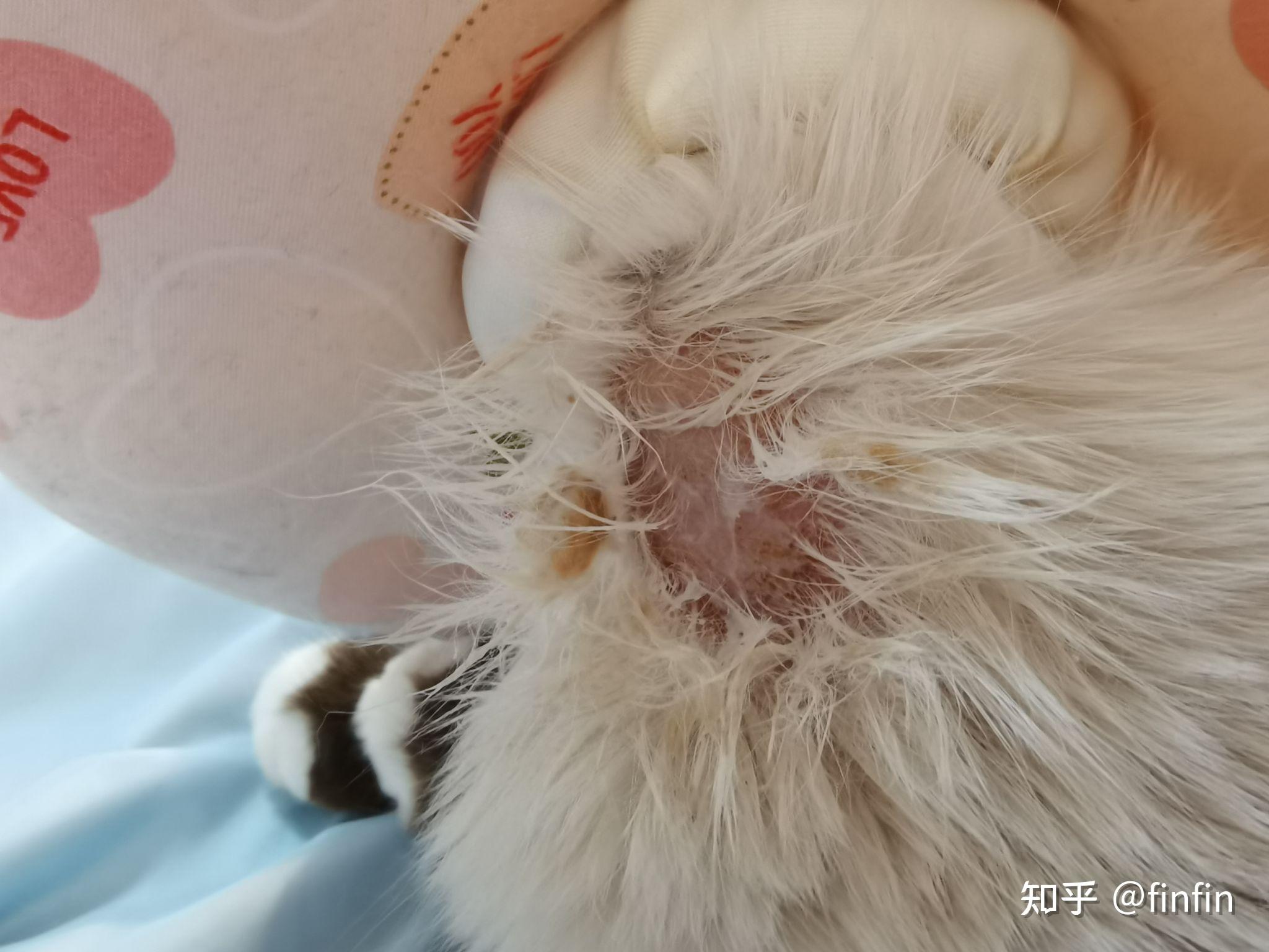 布偶猫猫癣治疗