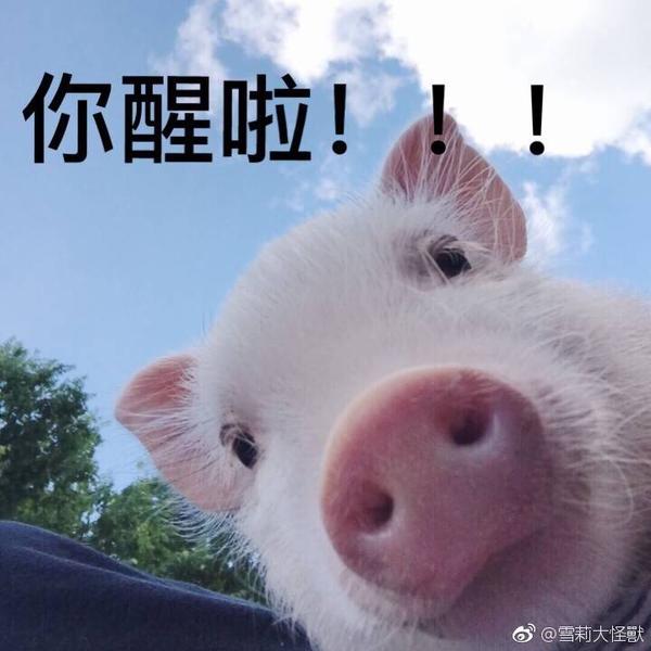 有哪些猪的搞笑图片或者表情包?