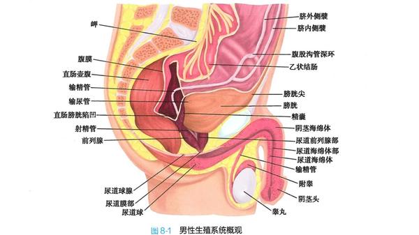 为了帮助大家走出误区,我们先了解男性生殖系统吧!