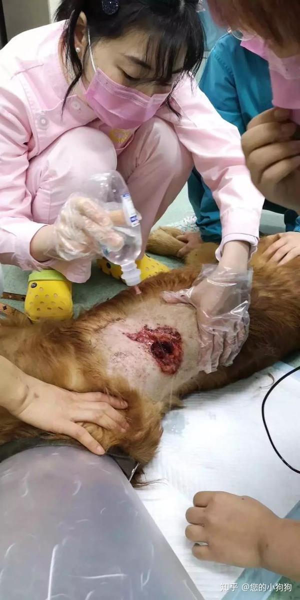 屠宰场救出141只狗狗,全是金毛,哈士奇等品种犬!