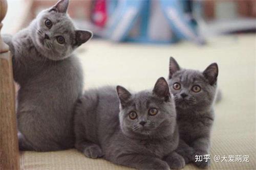 蓝猫五个月大了但是还是尖脸,这还有救吗?