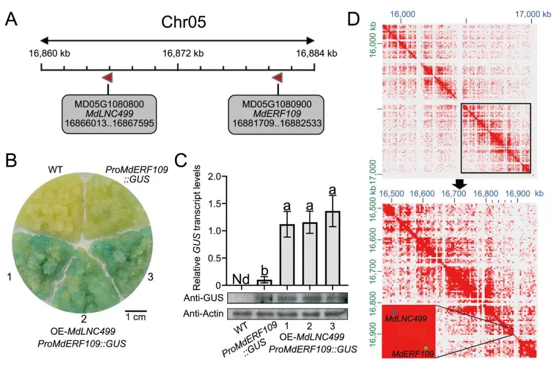 plantcell北京农学院姚允聪田佶课题组揭示光诱导lncrna参与苹果果皮