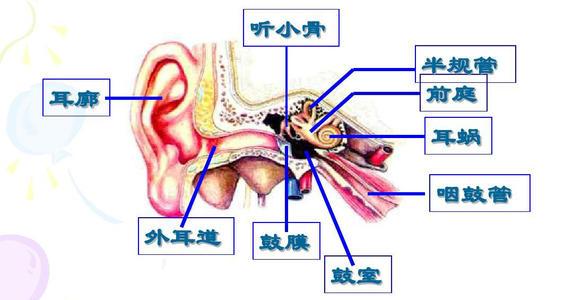 前庭觉功能和失调表现